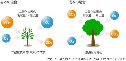 CO2吸収と排出