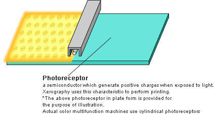 Photoreceptor a semiconductor which generate positive charges when exposed to light.Xerography uses this characteristic to perform printing.*The above photoreceptor in plate form is provided for the purpose of illustration.Actual color multifunction machines use cylindrical photoreceptors